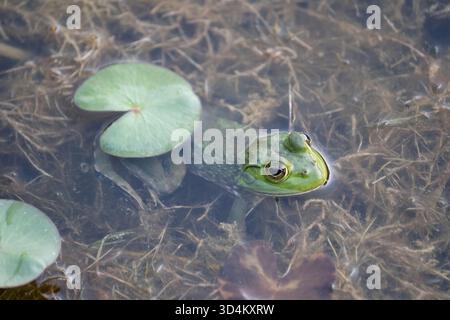 Der amerikanische Bullfrosch (Lithobates catesbeianus) wurde in den Teich der Imperial Palace Gardens in Japan eingeführt Stockfoto