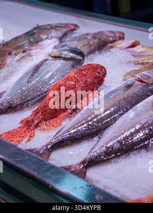 Frischer Fisch auf Eis auf dem lokalen Meeresfrüchtemarkt Stockfoto