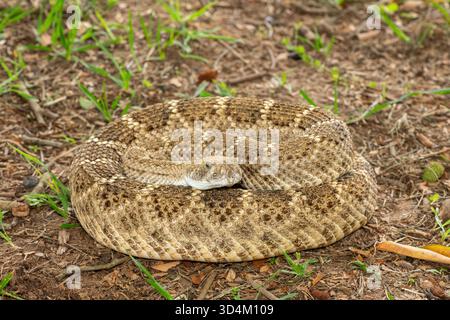 Westliche Rautenklapperschlange (Crotalus atrox), auch bekannt als Texas Rautenklapperschlange, lehmziegelschlange und Buzz-Schwanz. Eine hochgiftige Schlange Stockfoto