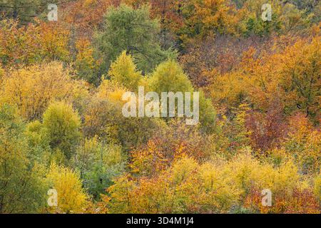 Herbstlaub, Gloucestershire, Großbritannien Stockfoto