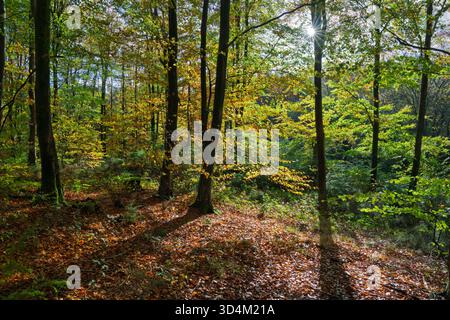 Hinterleuchtete Buchen mit Herbstlaub in Laubwäldern, East Sussex, England, Vereinigtes Königreich, Europa Stockfoto