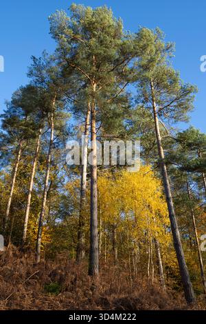 Herbstlicher Silberbirkenbaum und schottische Kiefern bei Herbstsonnenlicht, Sussex, England, Vereinigtes Königreich Stockfoto