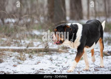 Der größere Schweizer Berghund mit schwarzem, weißem und braunem Fell steht auf verschneiten Hängen im Winterwald wachsam. Wachsamer Wächter, ideal für den alpinen Einsatz Stockfoto