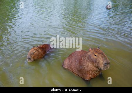 Lustige Capybaras, die baden und sich im Wasser in der Nähe eines grasbewachsenen Seeufers in Brasilien, Südamerika, entspannen. Friedliche Tierwelt mit einer halbaquatischen Mamma Stockfoto