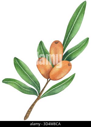 Aquarellabbildung des Sanddornzweigs mit Reifen Beeren und grünen Blättern auf weißem Hintergrund, Aquarellabbildung für Verpackung Stock Vektor