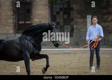Der Trainer arbeitet ein andalusisches Pferd auf der Longe-Linie in einem historischen Innenhof und fängt die Eleganz, Stärke und Disziplin der klassischen spanischen Hor ein Stockfoto
