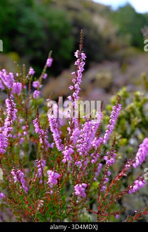 Lila wilde Heidekraut blüht im Tongariro National Park, Neuseeland. Stockfoto