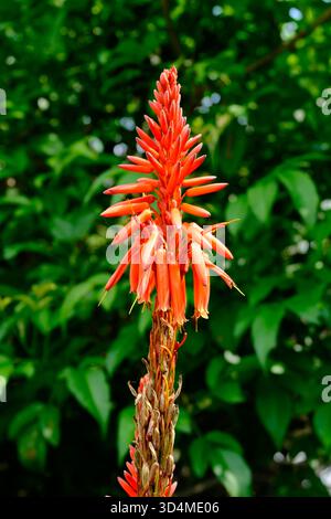 Leuchtend orange Aloe Vera Blütenspitze blüht im tropischen Klima Ecuadors. Stockfoto