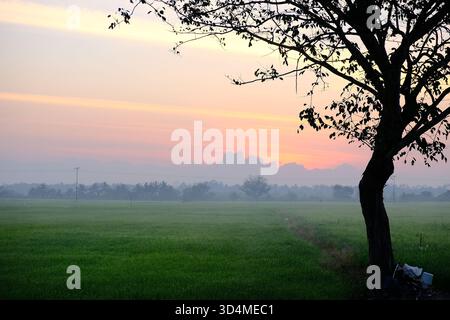 Baumsilhouette im Vordergrund mit Blick auf das riesige grüne Reisfeld während des goldenen Sonnenuntergangs. Neblige ländliche Landschaft mit fernen Palmen und dramatischen Stockfoto