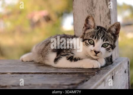 Tabby und weiße Katze, die auf verwitterter Holzoberfläche gegen Baumstamm ruht. Grüne Augen, die in entspannter Gelassenheit in die Kamera blicken. Verschwommener grüner Garten b Stockfoto
