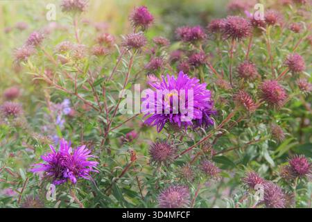 Purple Aster novi-belgii wächst im Hüttengarten. Blühender Busch mit hellrosa Blüten. Michaelmas Gänseblümchen. Sonniger Tag. Symphyotrichum blüht Stockfoto