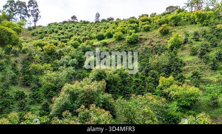 Eine lebendige Avocado-Farm in den Hügeln von Popayán, Cauca, Kolumbien, mit üppiger grüner Vegetation und natürlicher Schönheit. Stockfoto