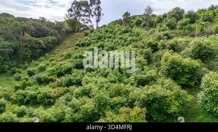 Aus der Vogelperspektive auf eine lebendige Avocadoplantage in Popayán, Cauca, die die üppige grüne Landschaft der kolumbianischen Natur zeigt. Stockfoto