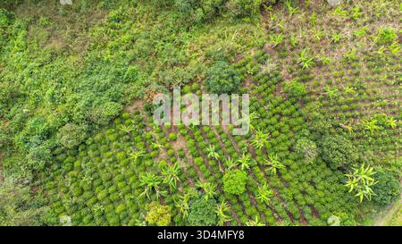 Atemberaubende Luftaufnahme von üppigen Avocadofarmen in Popayán, Cauca, Kolumbien, mit lebendigem Grün und landwirtschaftlichen Mustern. Stockfoto