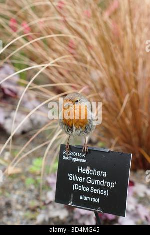 Erithacus rubecula. Robin Rothbrustvogel hockte im Sommer auf einem botanischen Pflanzenschild im RHS Garden Rosemoor, Devon. UK. RHS Wildtiere, Natur, Vögel, Stockfoto