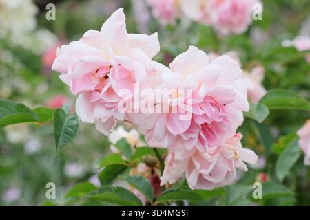 Rosa felicia, ein rosafarbener, wiederblühender Sträucher, der im Juni an einer englischen Gartengrenze stand. Stockfoto