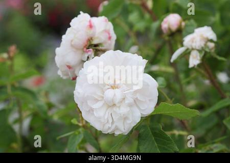 Rosa Comtesse de Murinais, eine Damaszener Rose mit cremerosa Doppelblüten. Auch Rosa White Moss genannt. Stockfoto