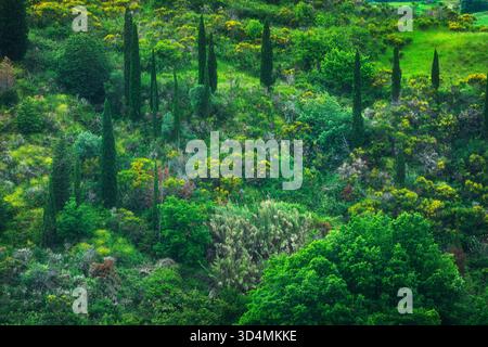 Spontane mediterrane Vegetation mit Zypressen im Frühjahr in der Toskana, abstrakter Hintergrund oder Textur in der Natur Stockfoto