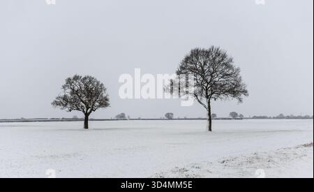 Zwei Winterliche Bäume Stockfoto