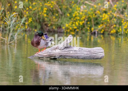 Stockente (Anas platyrhynchos) sitzt auf einem Baumstamm im Wasser einer Lagune in der Camargue, Frankreich. Stockenten (Anas platyrhynchos), die auf einem Baumstamm in einer Lagune in der Camargue in Frankreich sitzen. Stockfoto