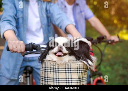 Zwei bezaubernde schwarz-weiße Kinnhunde, die sich in einem Fahrradkorb beugen. Ein Hund zeigt seine Zunge. Mann und Frau auf einem Spaziergang mit Haustieren, selektiver Fokus und Nahaufnahme || Model veröffentlicht Stockfoto