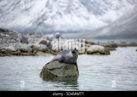 Svalbard Bootstour - Seal ruht auf einem Felsen im Wasser. Die Szene ist friedlich und ruhig, mit den schneebedeckten Bergen im Hintergrund Stockfoto