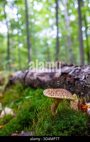 Ein schöner knackender Boletenpilz wächst im Wald zwischen herabfallenden Blättern. Ein Xerocomellus-Chrysenteron-Pilz in einem Herbstwald. Stockfoto