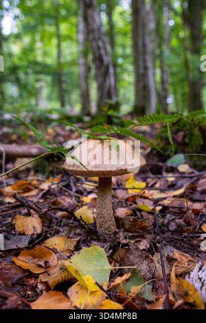 Ein wunderschöner Pilz wächst im Wald zwischen gefallenen Blättern. Ein Xerocomellus-Chrysenteron-Pilz in einem Herbstwald. Stockfoto