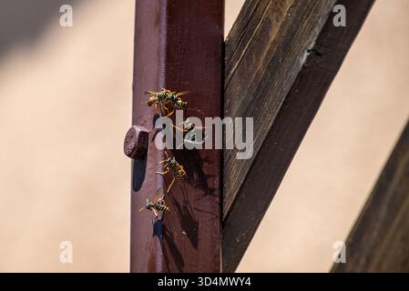 Nahaufnahme von Wespen auf einem Metallmast mit Holzbalken. Stockfoto
