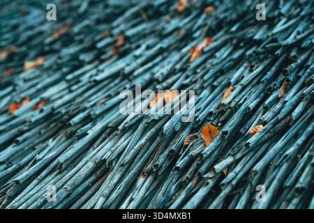 Großaufnahme verwitterter Schilfstiele mit verstreuten Herbstblättern, rustikale organische Textur in weichem natürlichem Licht. Selektiver Fokus. Stockfoto