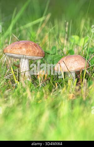 Essbare Birkenpilze (Leccinum scabrum), die im Gras wachsen. Eine Makroaufnahme, die ein Paar frischer, wilder Birkenpilze einfängt, die aus f Stockfoto