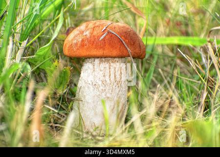 Essbarer Wildbirkenpilz (Leccinum versipelle), der in Gras wächst. Ein lebhafter Nahanblick eines einzelnen wilden Birkenpilzes Stockfoto