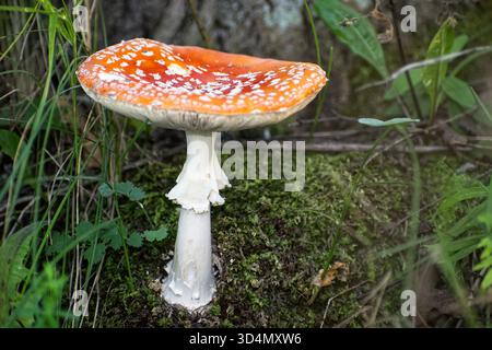 Lebendiger Roter Fliegenpilz (Amanita muscaria), der auf Waldmoos wächst. Eine Nahaufnahme eines klassischen, knallroten Fliegenpilzfeaturins Stockfoto