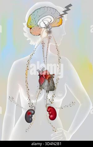 Die Auswirkungen der Belastung auf den Körper - die Widerstandsphase. Stockfoto