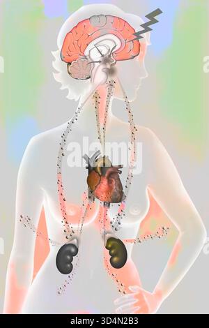 Die Auswirkungen der Belastung auf den Körper - die Widerstandsphase. Stockfoto