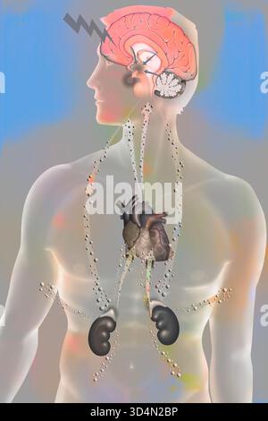 Die Auswirkungen der Belastung auf den Körper - die Widerstandsphase. Stockfoto