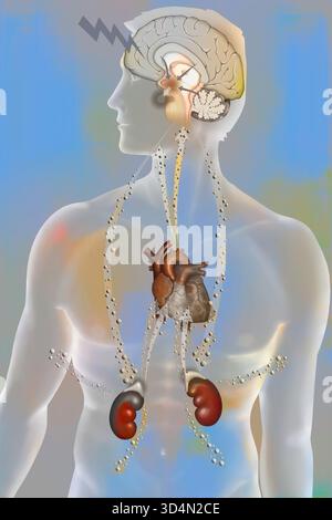 Die Auswirkungen der Belastung auf den Körper - die Widerstandsphase. Stockfoto