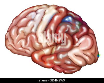 Abbildung des Gehirns, unterteilt in seine verschiedenen Funktionsbereiche: - Präfrontaler Cortex, - prämotorischer Cortex, - primärer motorischer Cortex. Stockfoto