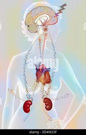 Die Auswirkungen der Belastung auf den Körper - die Widerstandsphase. Stockfoto