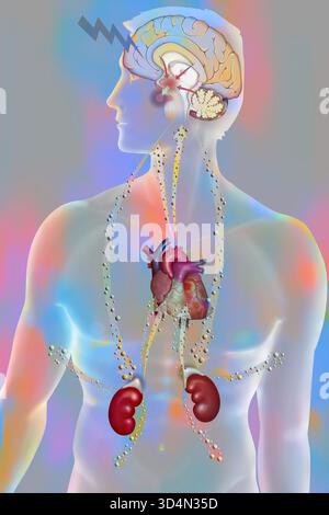 Die Auswirkungen der Belastung auf den Körper - die Widerstandsphase. Stockfoto