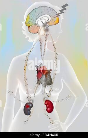 Die Auswirkungen der Belastung auf den Körper - die Widerstandsphase. Bei körperlichem oder psychologischem Stress reagiert der Körper in drei Phasen: Der Alarm Stockfoto