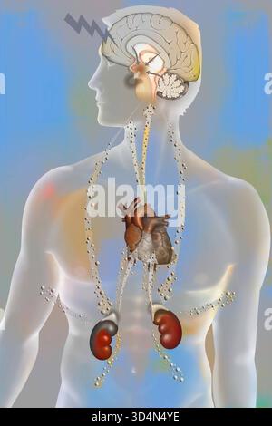 Die Auswirkungen der Belastung auf den Körper - die Widerstandsphase. Bei körperlichem oder psychologischem Stress reagiert der Körper in drei Phasen: Der Alarm Stockfoto