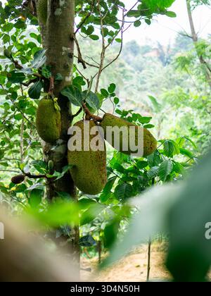 Eine Gruppe großer, stacheliger grüner Jackfrüchte (Artocarpus heterophyllus), die direkt aus dem Stamm eines Baumes in einer üppigen tropischen Umgebung wachsen. Stockfoto