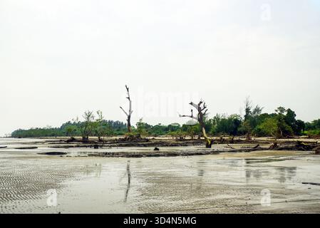 Einsame Feuchtlandküste Mit Verwitterten Bäumen Und Reflexen Unter Weichem Himmel, Ruhige Ferne Küste Dahinter Stockfoto