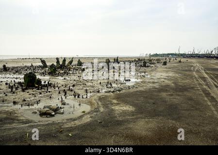 Einsame Feuchtlandküste Mit Verwitterten Bäumen Und Reflexen Unter Weichem Himmel, Ruhige Ferne Küste Dahinter Stockfoto