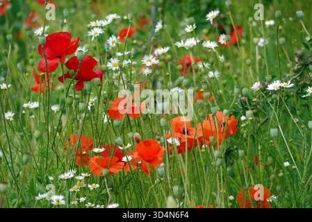 Red 'Papaver Somniferum' (Poppies) & White 'Bellis Perennis' (Daisies) in the Borders at RHS Garden Harlow Carr, Harrogate, Yorkshire, England, UK. Stockfoto