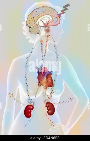 Die Auswirkungen der Belastung auf den Körper - die Widerstandsphase. Bei körperlichem oder psychologischem Stress reagiert der Körper in drei Phasen: Der Alarm Stockfoto