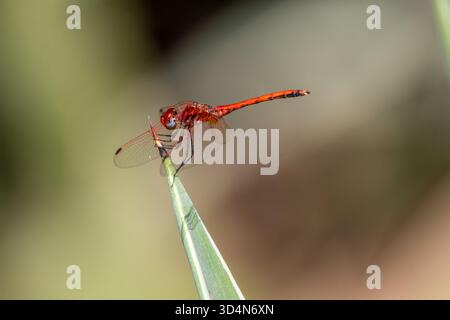Männliche Rotgeäderte TropfLibelle, Trithemis arteriosa Porträt, Kairo, Ägypten Stockfoto