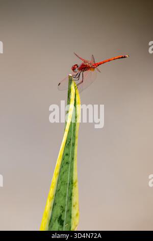 Männliche Rotgeäderte TropfLibelle, Trithemis arteriosa Porträt, Kairo, Ägypten Stockfoto