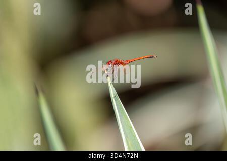 Männliche Rotgeäderte TropfLibelle, Trithemis arteriosa Porträt, Kairo, Ägypten Stockfoto
